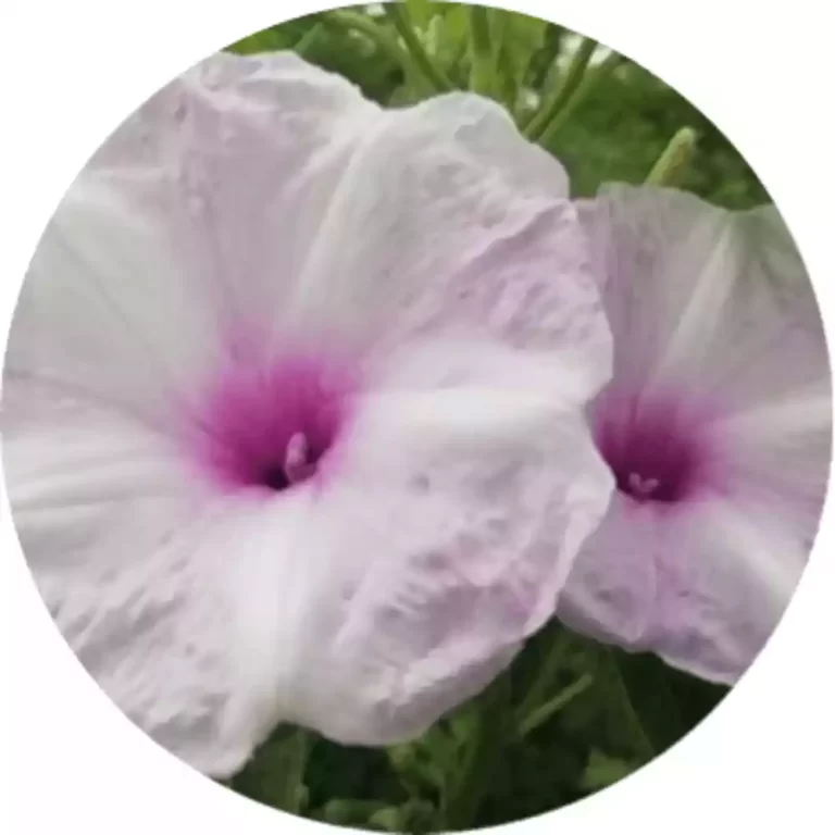 ImageOnline.co