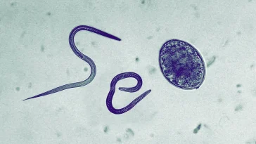 Google siết chặt quy định chống nội dung "parasite SEO" lặp lại 3