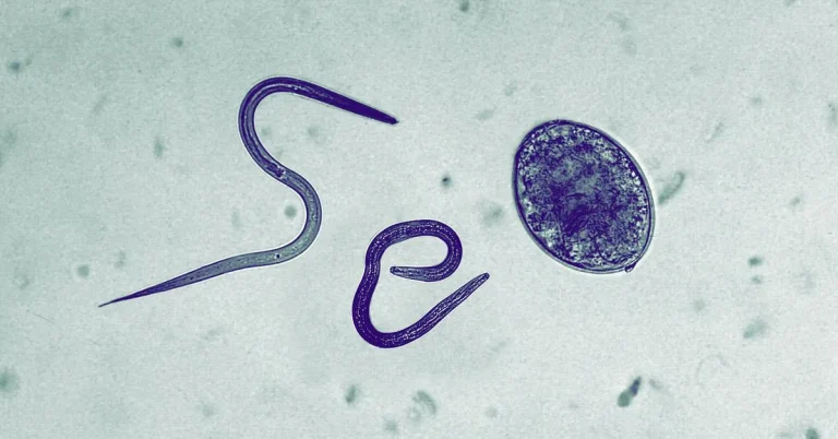 Google siết chặt quy định chống nội dung “parasite SEO” lặp lại