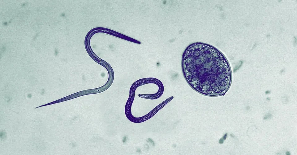 Google siết chặt quy định chống nội dung “parasite SEO” lặp lại