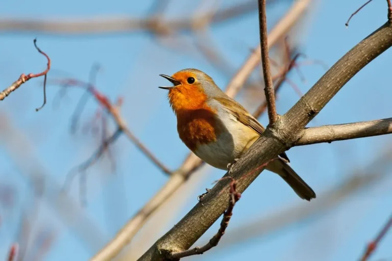 Google thêm mô hình giọng nói Chirp 3 vào nền tảng Vertex AI