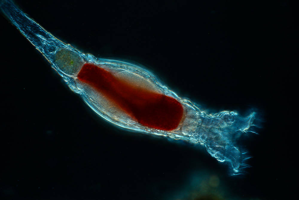 Cryptobiosis: Bí ẩn giữa sự sống và cái chết 3